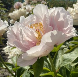 Early Pink Greenwork